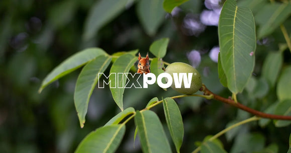Noix de macadamia entières et décortiquées sur fond naturel — bienfaits et nutrition